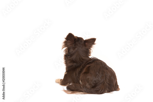 Pretty brown chihuahua adult dog lying down looking up seen from the back on a white background