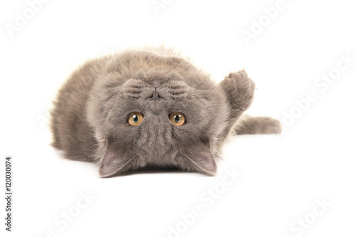 Fototapeta Naklejka Na Ścianę i Meble -  British longhair cat lying upside down rolling over on a white background