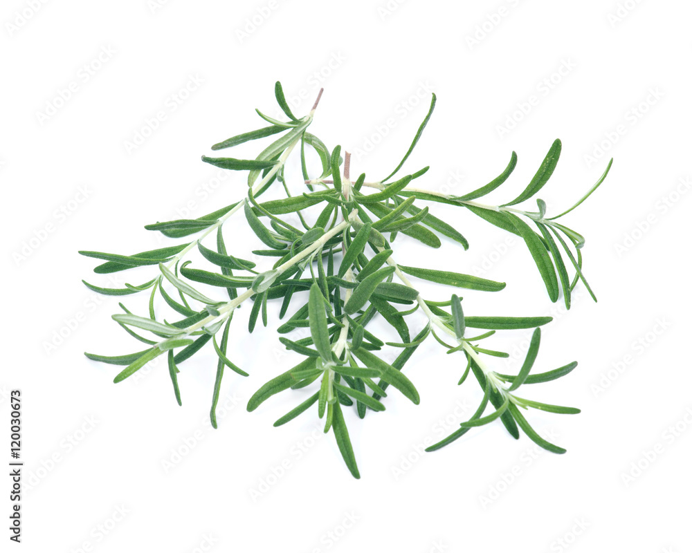 Raw green herb rosemary on white background