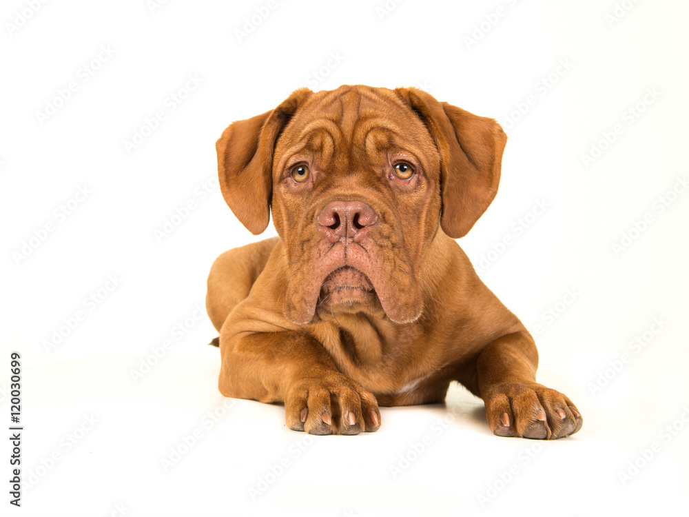 Obraz premium Cute bordeaux dogue lying down on the floor with its head up isolated on a whtie background