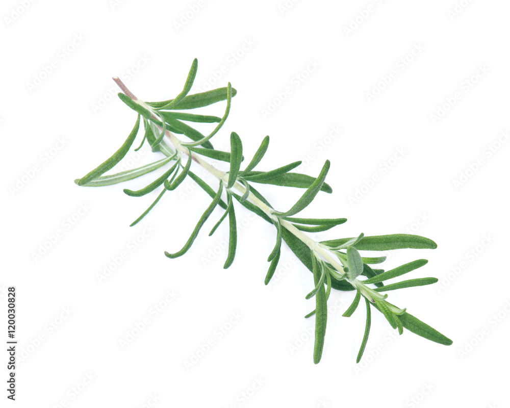 Raw green herb rosemary on white background Raw green herb rosemary on white background