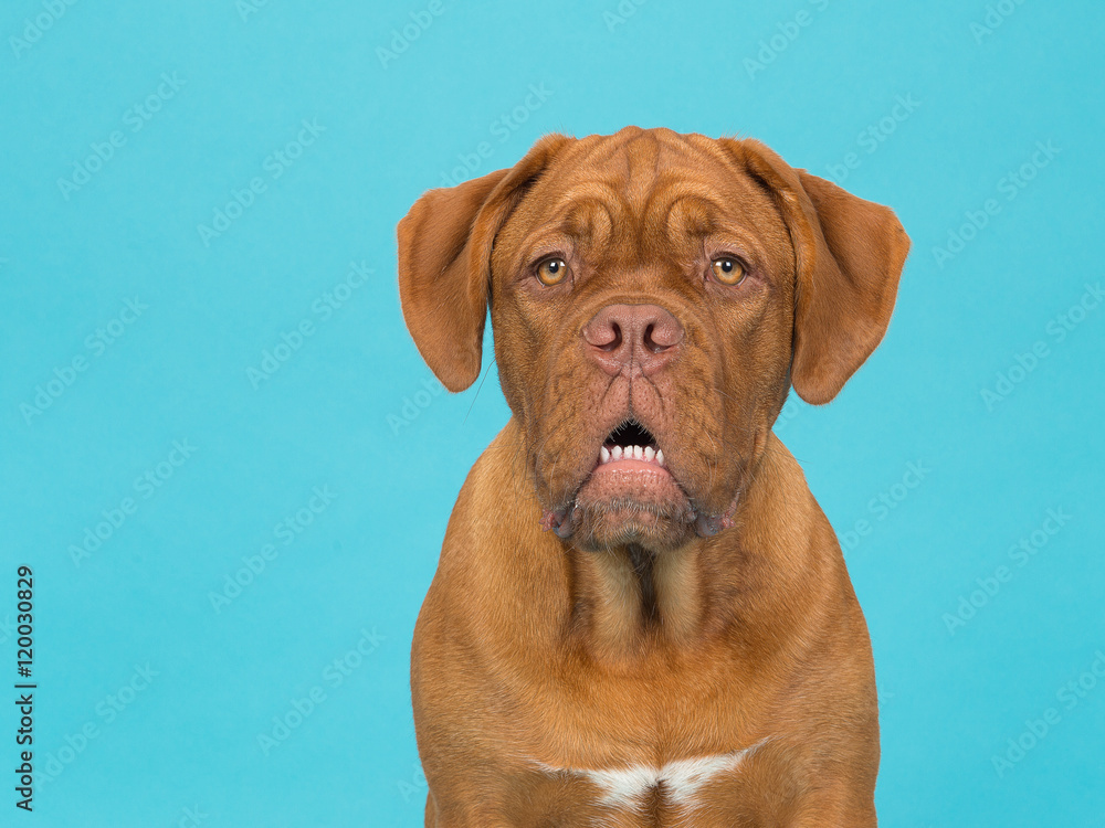 Cute bordeaux dogue portrait facing the camera on a blue background Cute bordeaux dogue portrait facing the camera on a blue background