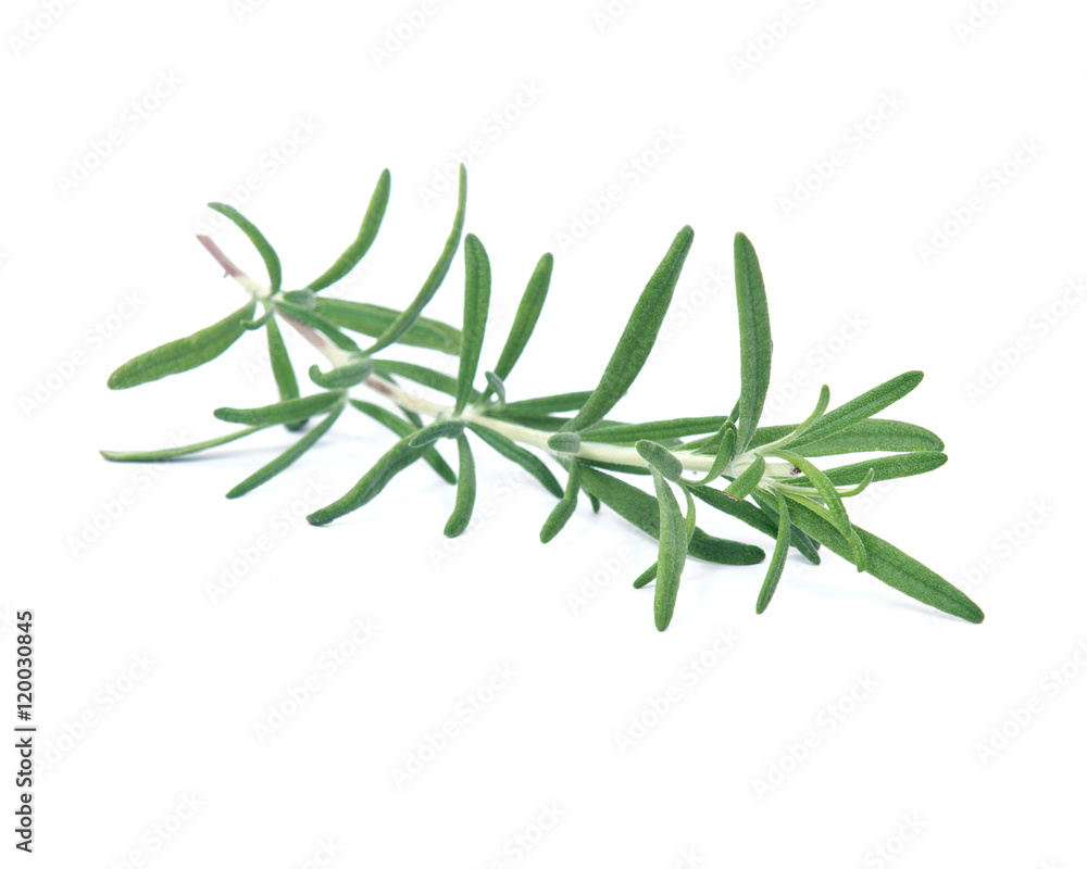 Fototapeta premium Raw green herb rosemary on white background