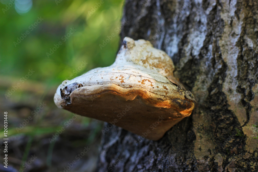 fungus on the bark of a tree fungus on the bark of a tree