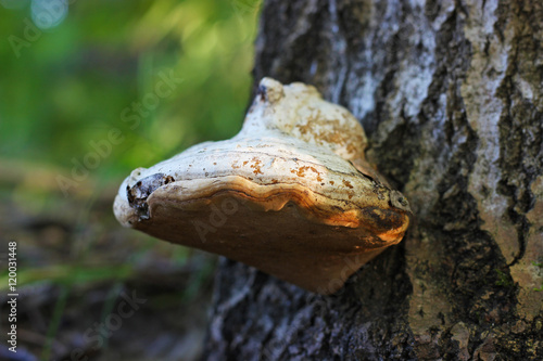 fungus on the bark of a tree