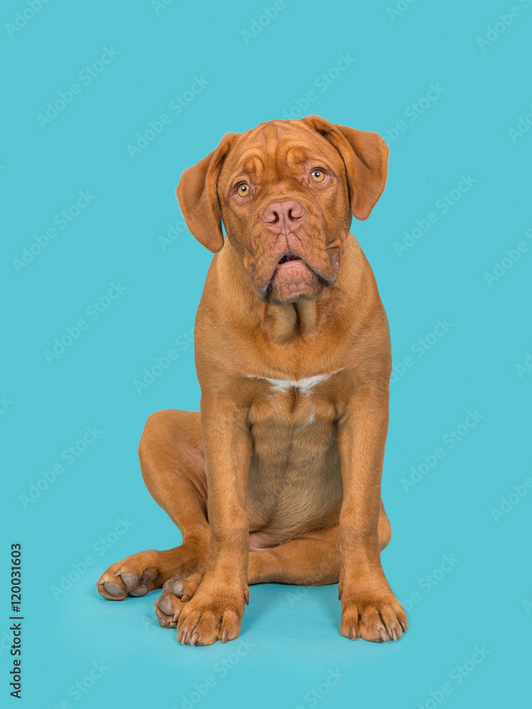 Cute sitting bordeaux dogue facing the camera on a blue background