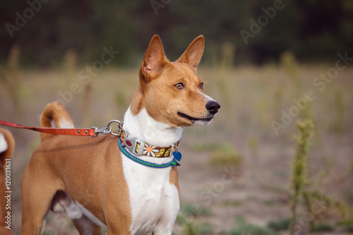 Portrait of Basenji dogs outdoors