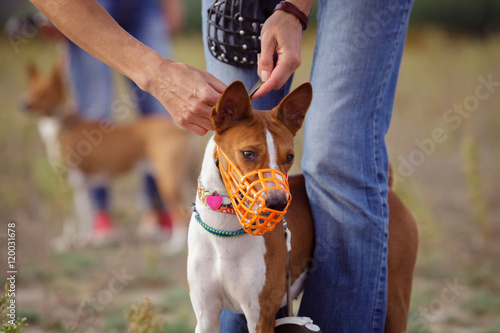 Portrait of Basenji dogs muzzled for a run
