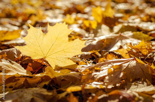 leaves in the grass