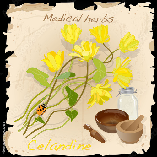 Medical Herbs. Celandine vector.