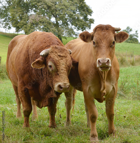 cow and a bull in a meadow