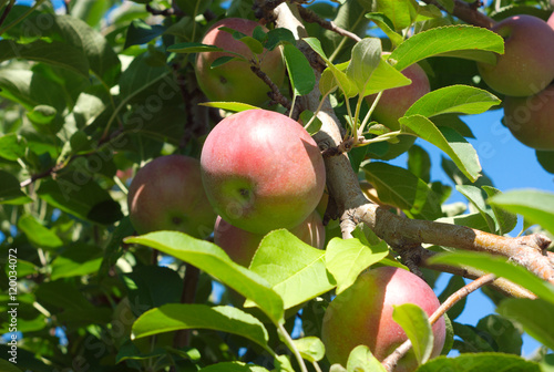 Slika na platnu apples in a tree at the orchard leafs and branch