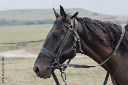 Horse on pasture . Horse on nature. Portrait of a horse, brown black horse