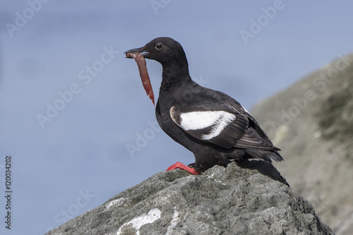 pigeon guillemot sitting on a rock with a fish in its beak