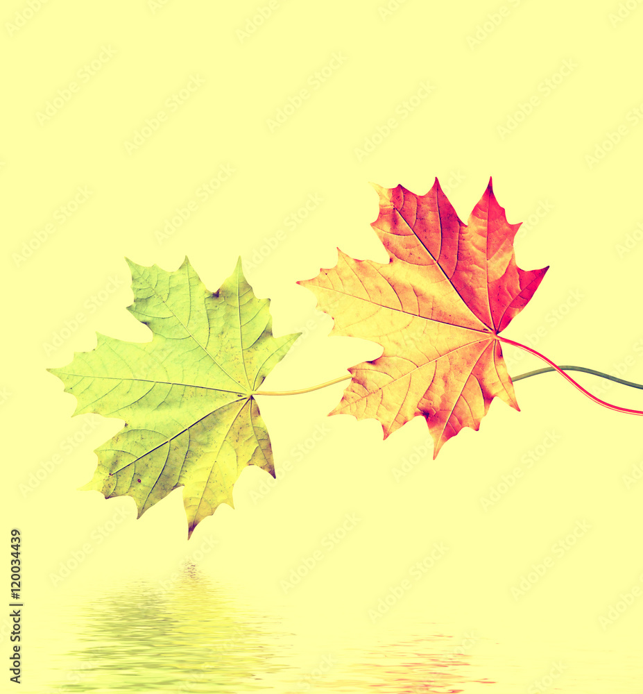 autumn leaves isolated on white background. autumn leaves isolated on white background.