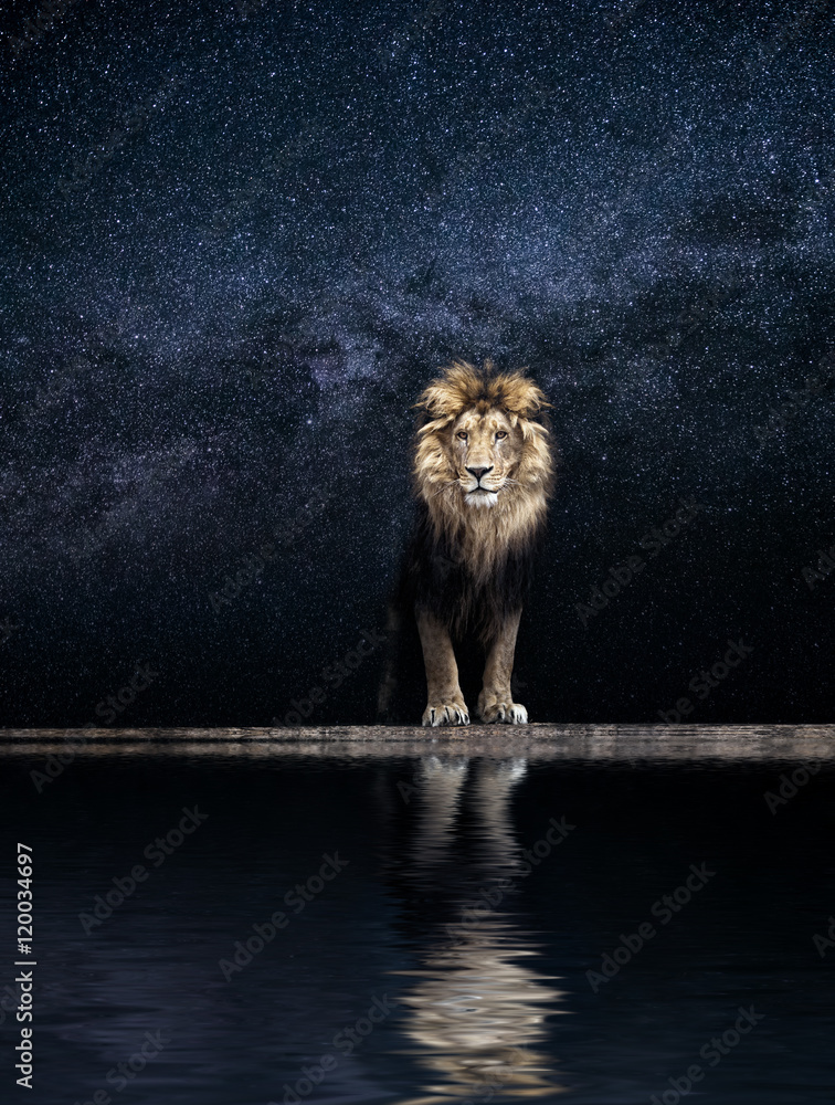 Obraz premium Portrait of a Beautiful lion, king among the stars