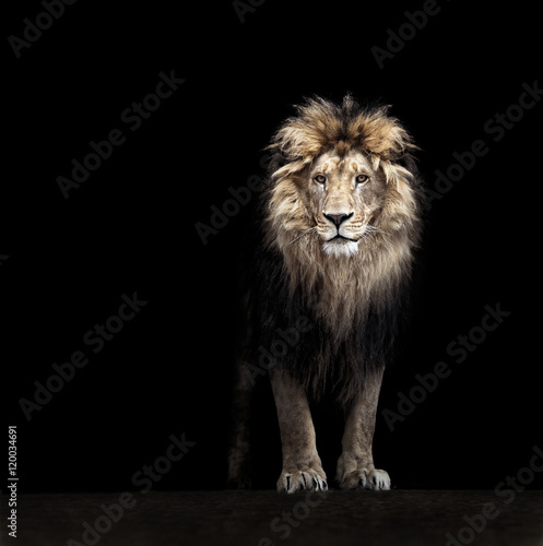 Portrait of a Beautiful lion  lion in the dark
