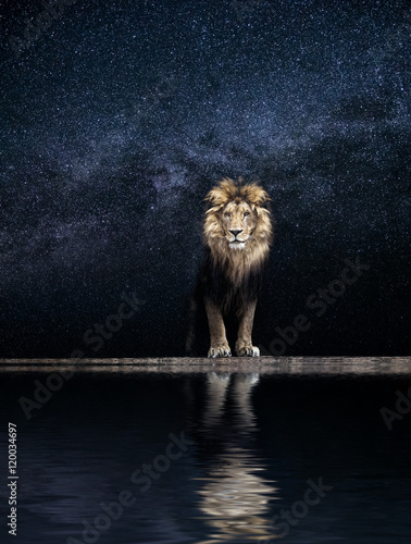 Portrait of a Beautiful lion, king among the stars