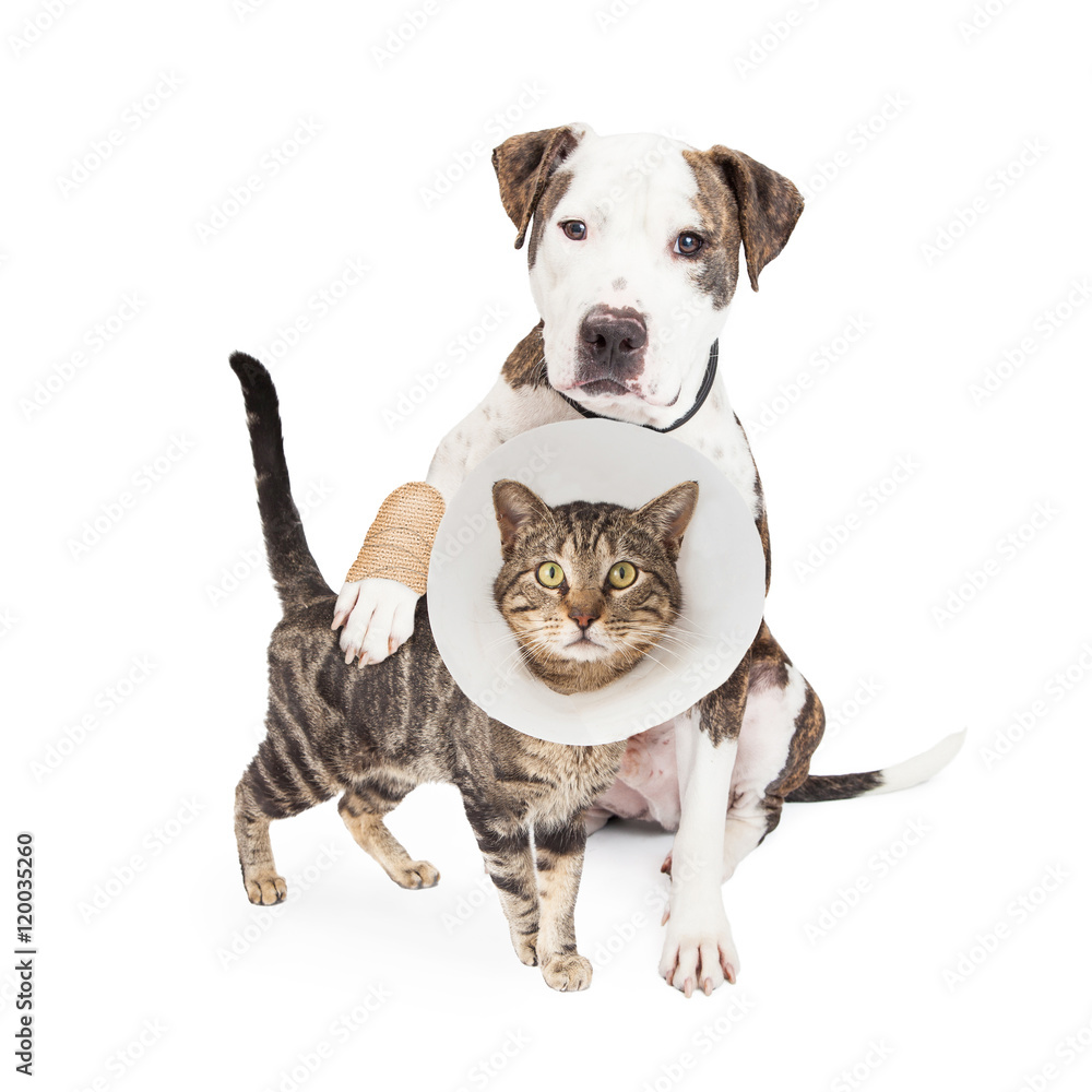 Obraz premium Injured Dog and Cat Together