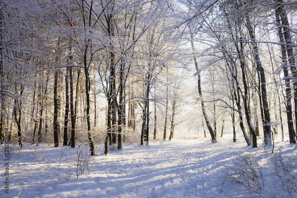 Lights in snowy winter forest landscape Lights in snowy winter forest landscape