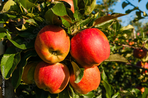 Wallpaper Mural Apfelplantage in der Grafschaft; Deutschland  Torontodigital.ca
