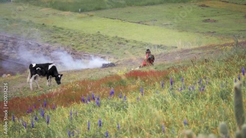 Indigenous woman seated on the fields with her cow on the andean mountain.