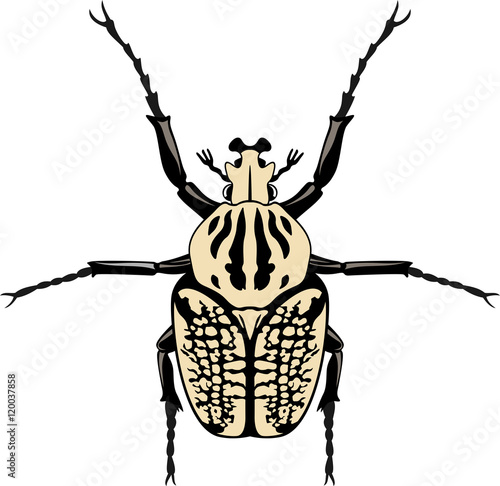 Vector male specimen of Goliathus albosignatus beetle