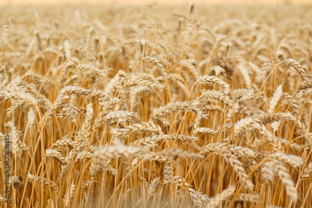 Wheat field. Ears of golden wheat close up. Wheat field. Ears of golden wheat close up.