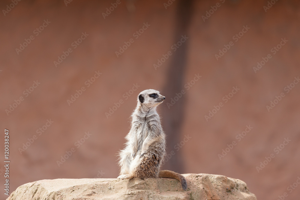 Fototapeta premium Meerkat