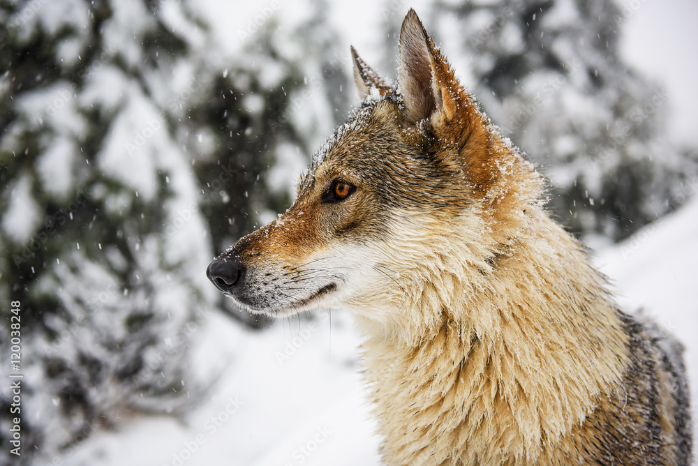 Fototapeta premium Wolf in the snow