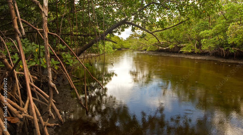 South Florida wetland: a small brackish creek flanked by mangrove trees and swamp in South Florida, in late afternoon South Florida wetland: a small brackish creek flanked by mangrove trees and swamp in South Florida, in late afternoon
