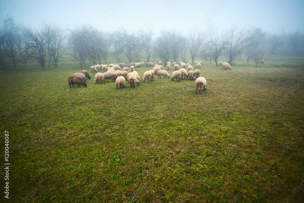 Fototapeta premium Flock of sheep