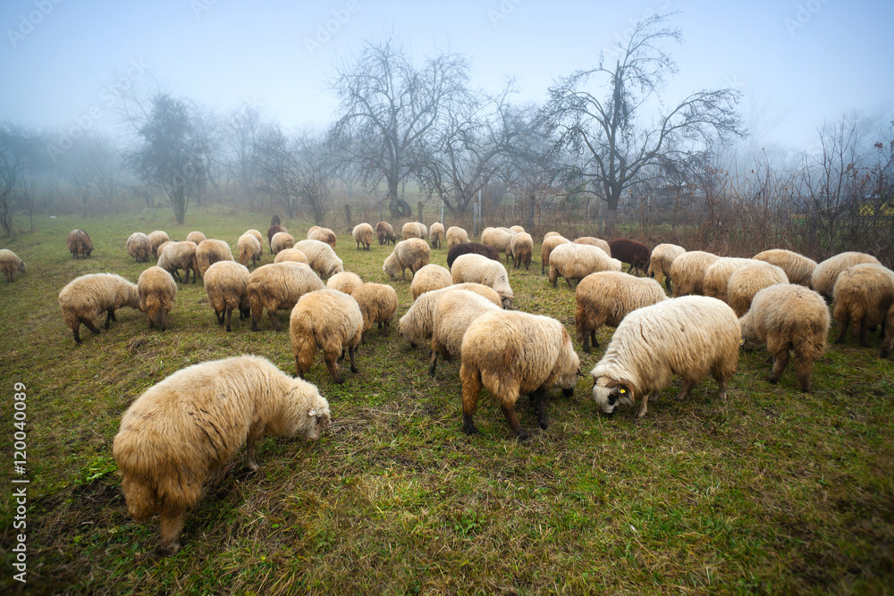 Flock of sheep Flock of sheep