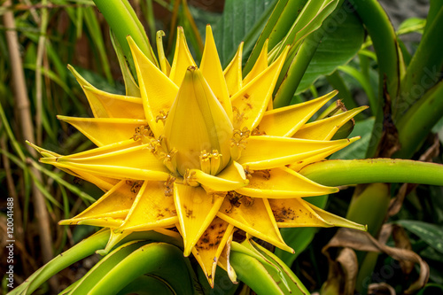 Fototapeta Naklejka Na Ścianę i Meble -  Yellow Ensete lasiocarpum (Franch) Cheesman, Musaceae, medicinal