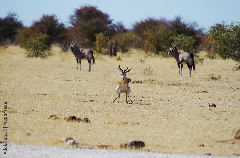 Wild animals of Africa: Gazelle defecating Wild animals of Africa: Gazelle defecating
