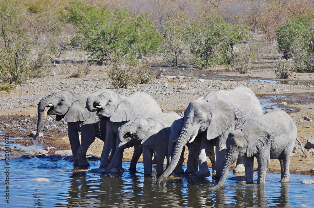Obraz premium Wild animals of Africa: group of Elephants