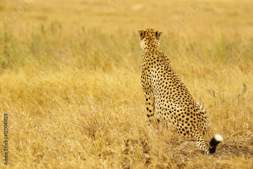 Wild animals of Africa: Cheetah