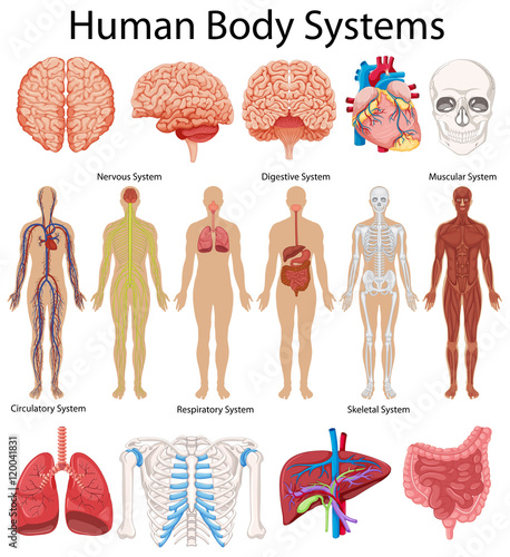 Diagram showing human body systems