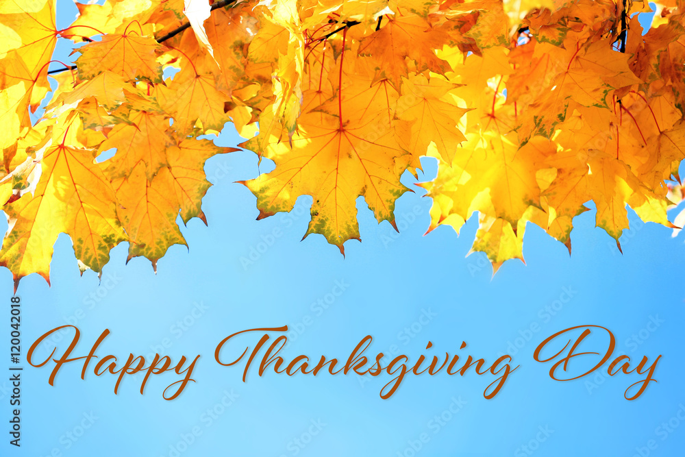 Happy Thanksgiving Day. Golden autumn leaves on blue sky background, close up