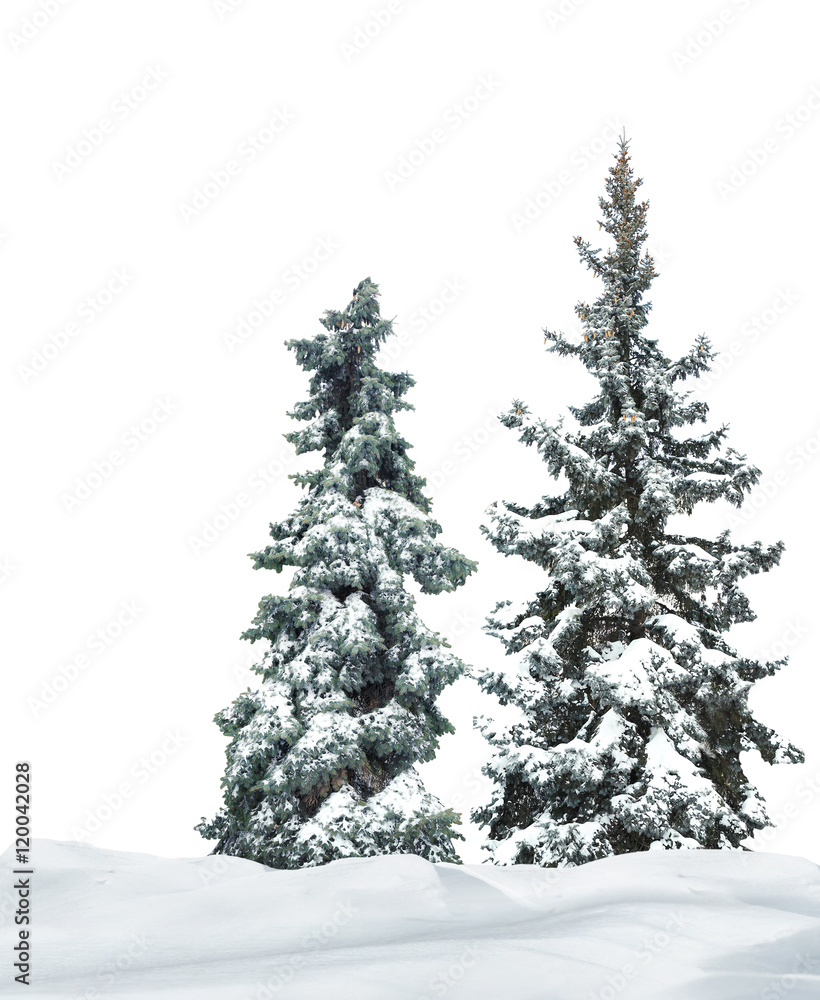 Fir-trees with snow on beautiful natural snowdrift  with white background