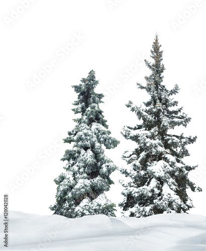 Fir-trees with snow on beautiful natural snowdrift  with white background © Africa Studio