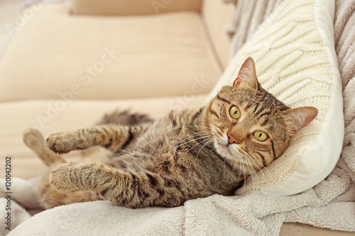 Grey tabby cat lying on knitted cushion and plaid