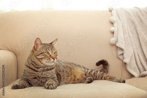 Grey tabby cat lying on beige sofa