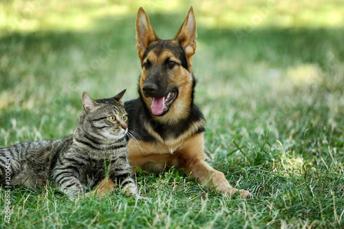 Fotografie Cute dog and cat on green grass
