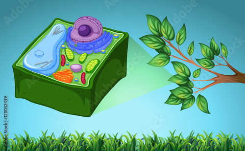 Plant cell and green leaf