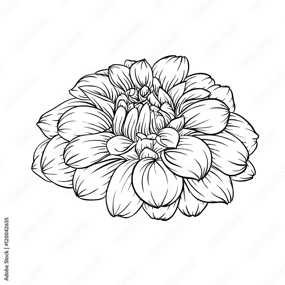 black and white dahlia flower isolated on background. black and white dahlia flower isolated on background.