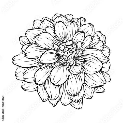 black and white dahlia flower isolated on background.