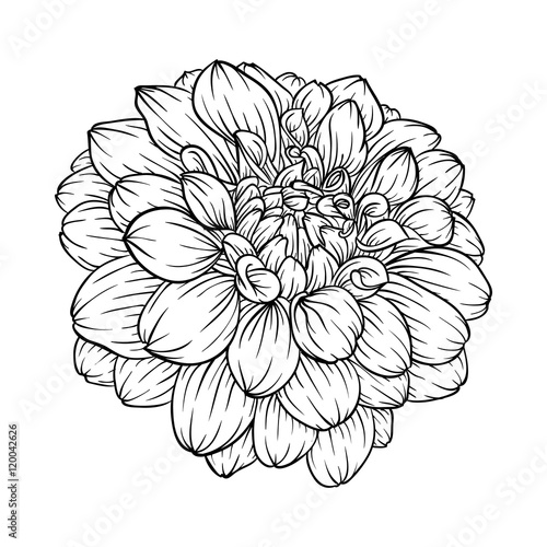 black and white dahlia flower isolated on background.