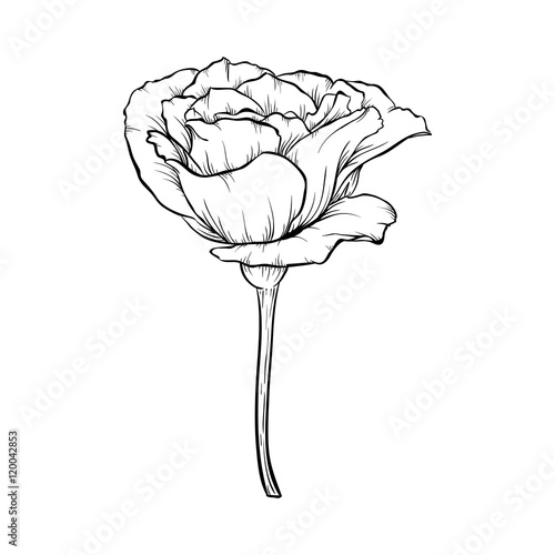 black and white rose isolated on white background.