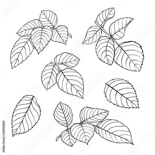 set of beautiful black and white rose leaves isolated on white.